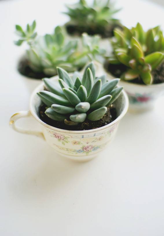 Easy DIY Tea Cup Planter Party Favors