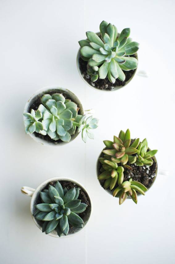 Easy DIY Tea Cup Planter Party Favors