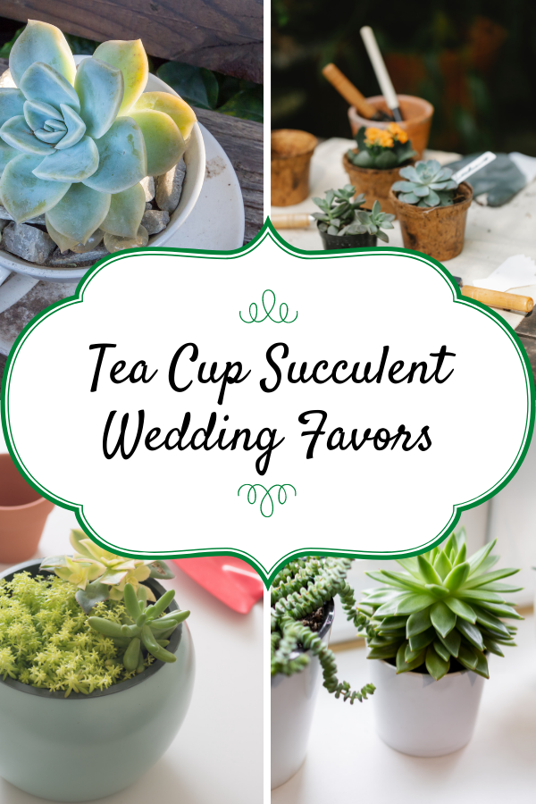 Tea Cup Succulent Wedding Favors