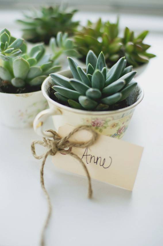 Austin Wedding Blog: Tea Cup Succulent Wedding Favors